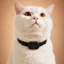 Remote GPS Tracker for Cats